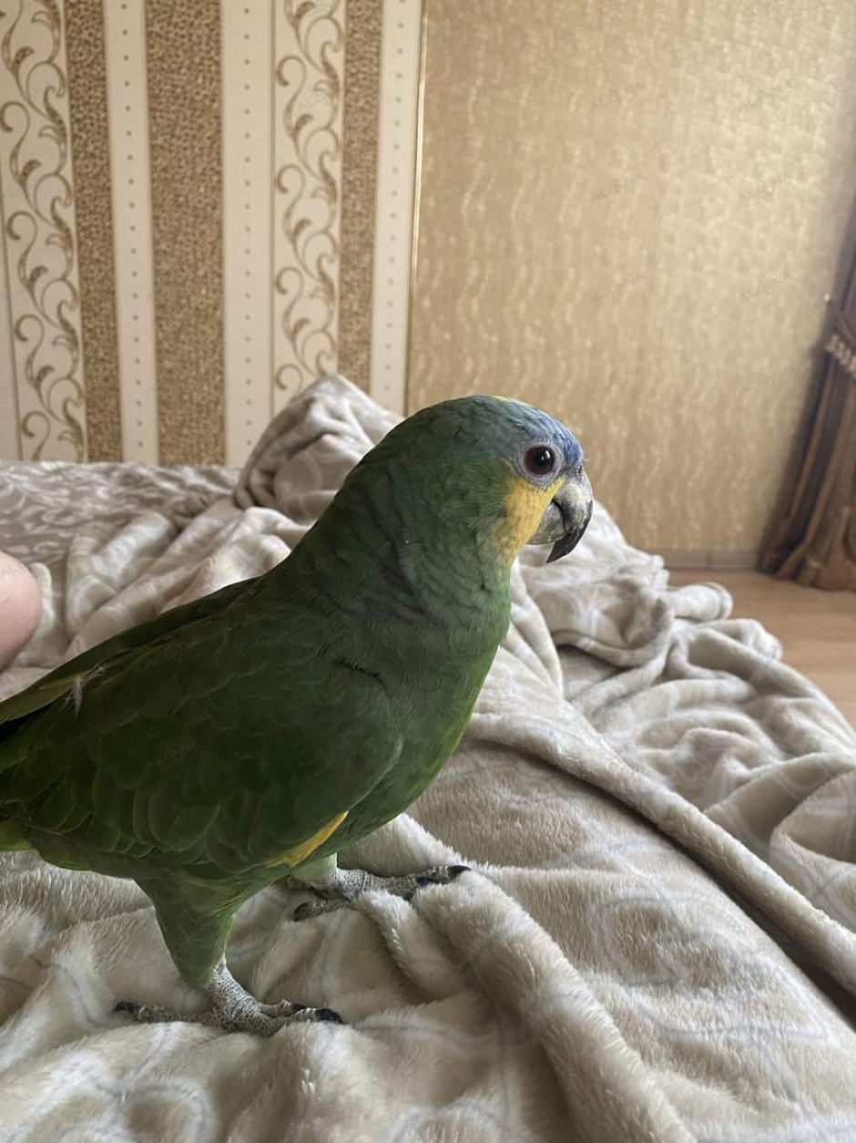 Попугай Амазон синещекий