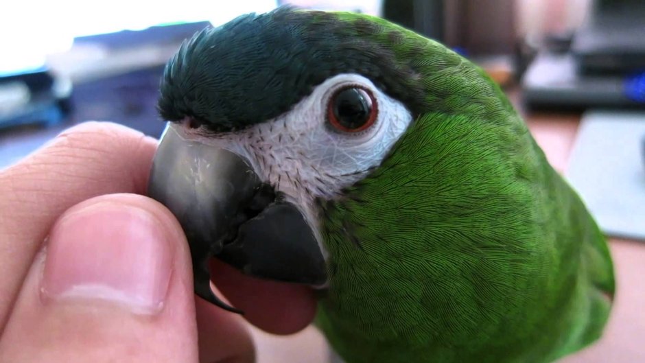 Mini Macaw