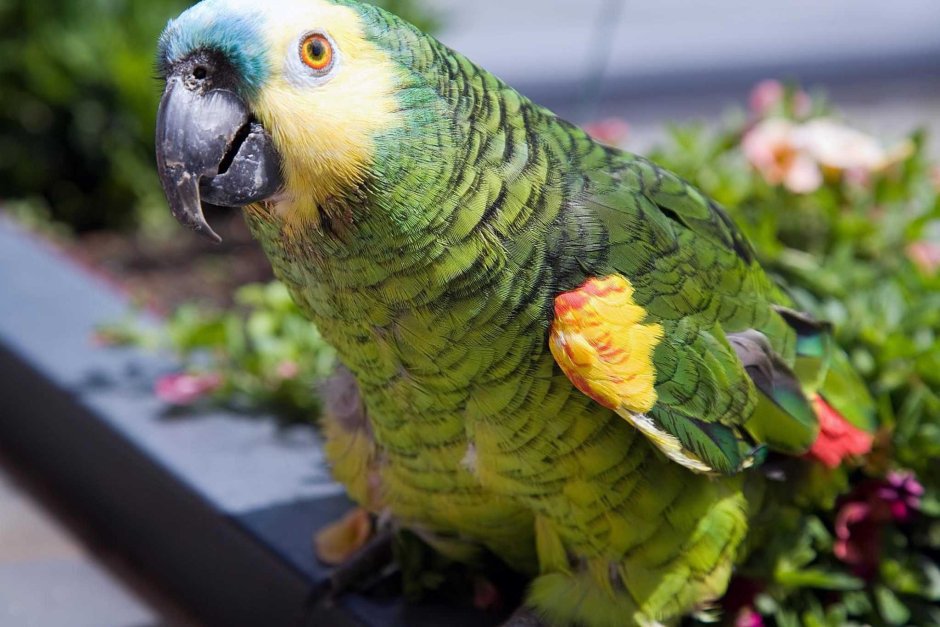 Parrot Amazona Aestiva Swim