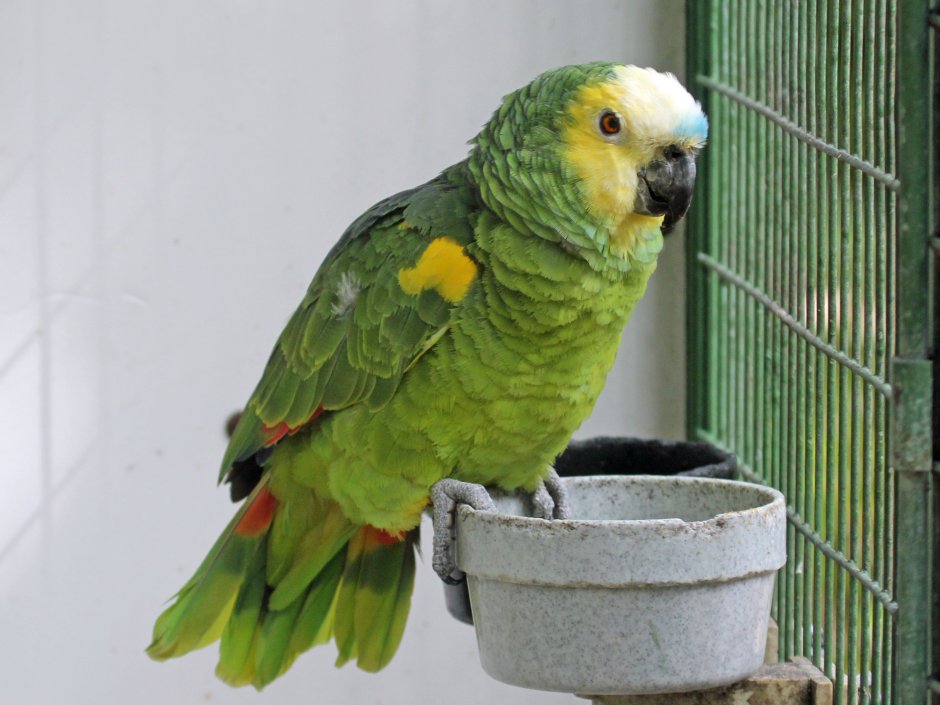 Blue Fronted Amazon Parrot