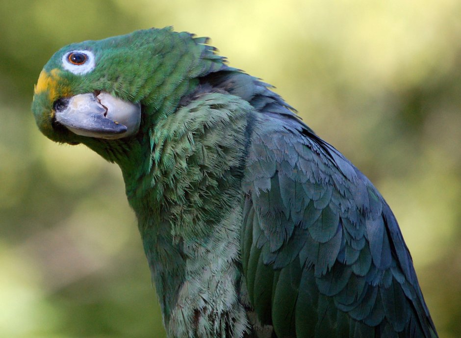 Amazzone Bird