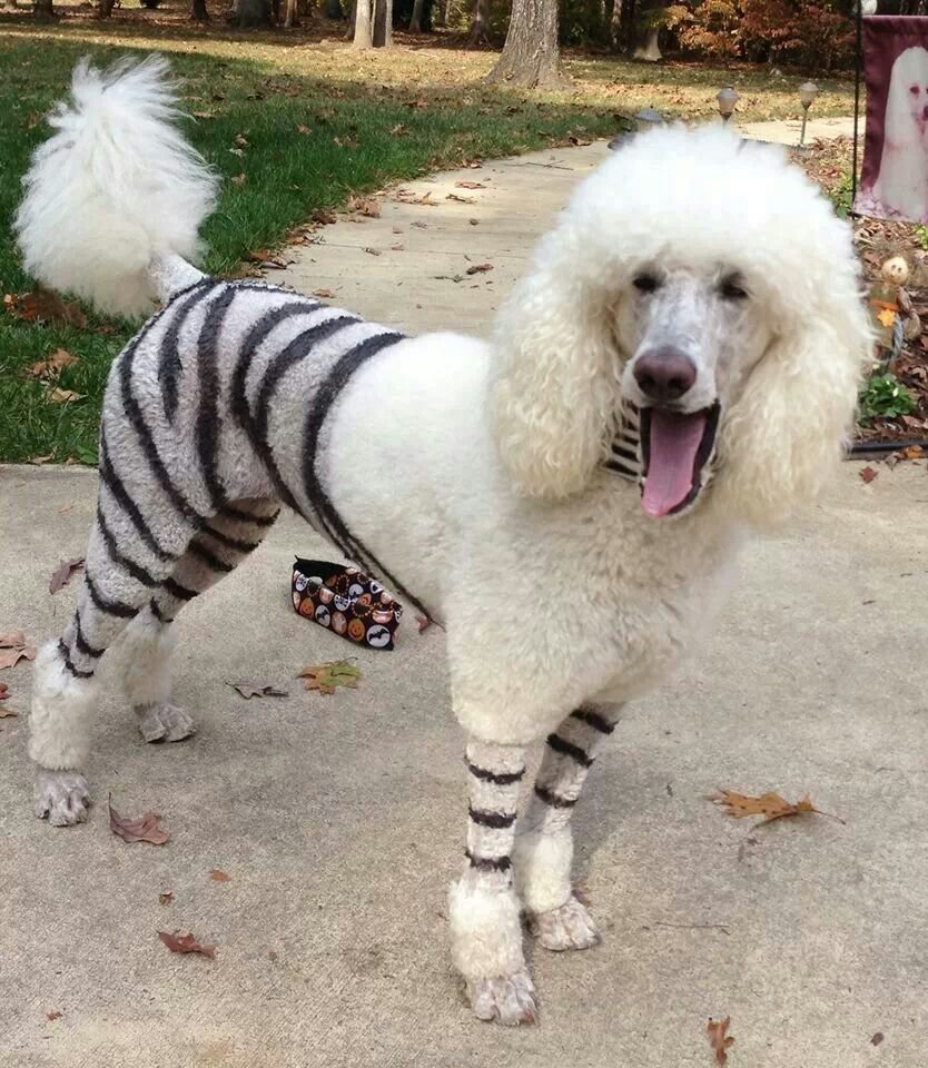 Королевский пудель японский