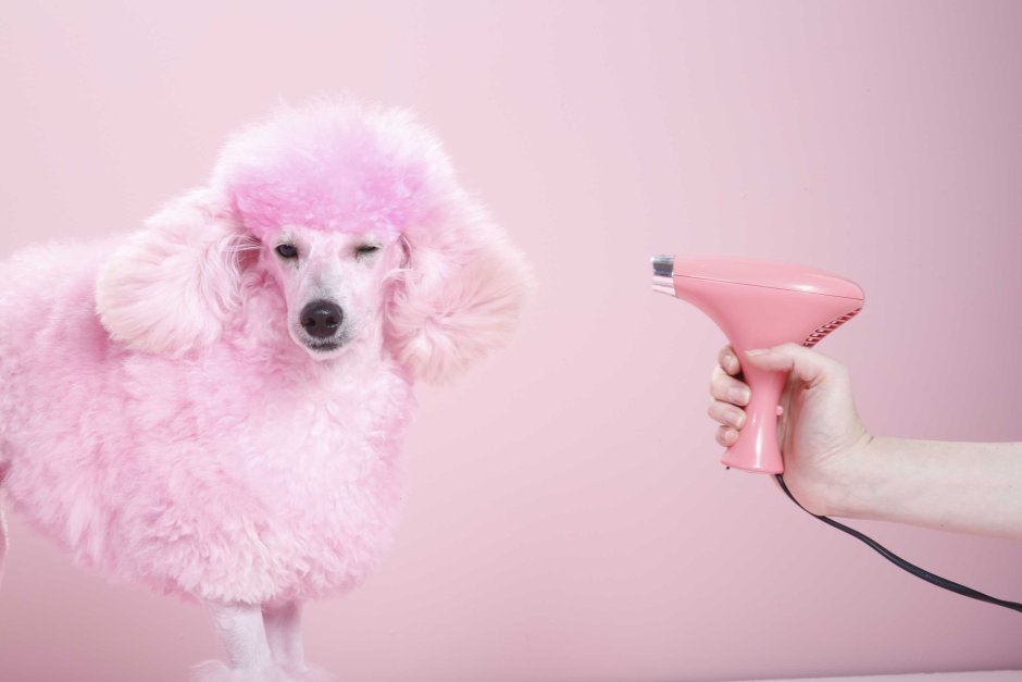 Разноцветные Пудели