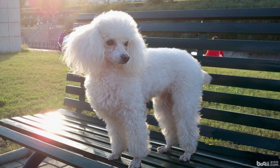 Малый пудель белый Хлоя