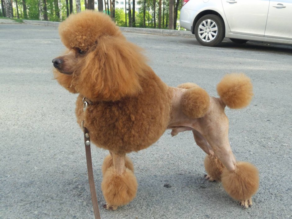 Нестриженый Королевский пудель