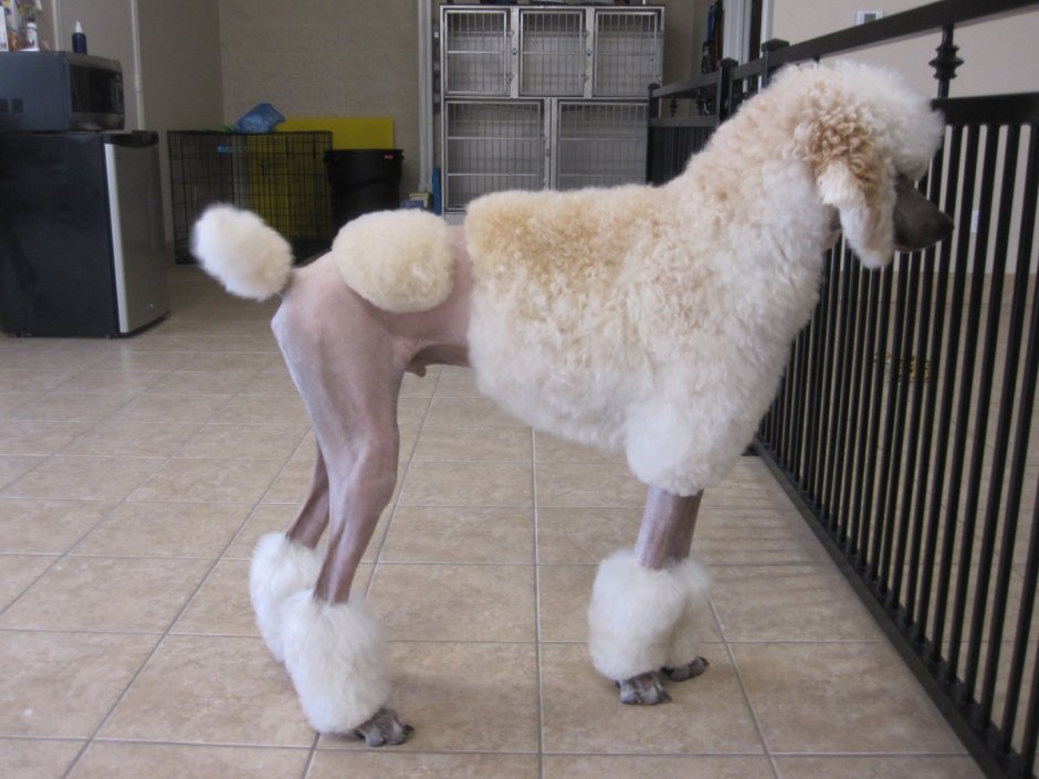 Королевский пудель Континенталь