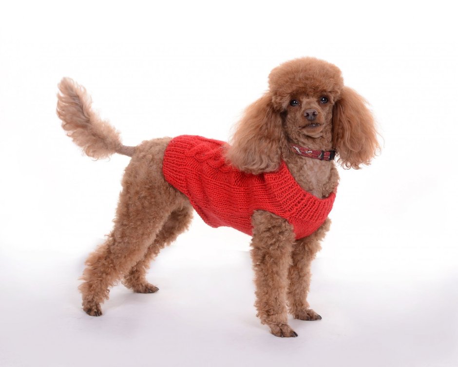 Той пудель хвост