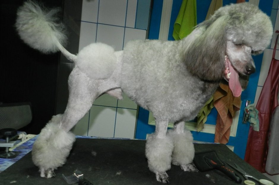 Королевский пудель линяет