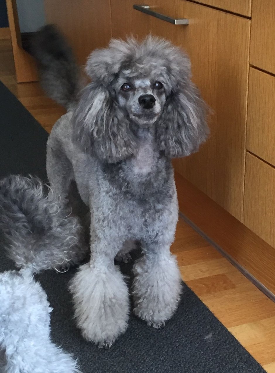 Стрижки той пуделя Тикап