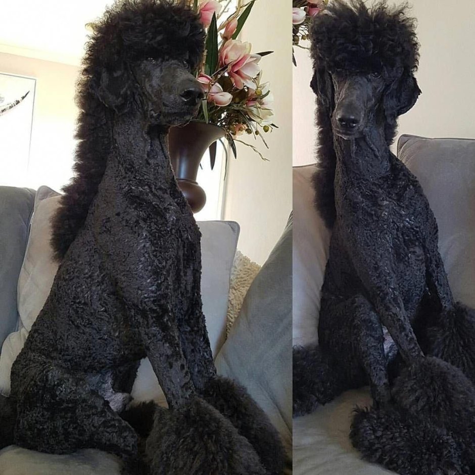 Королевский пудель бритый