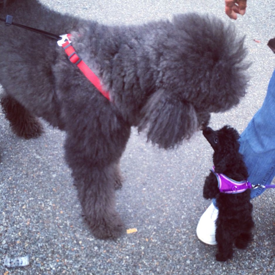 Пудели в моде