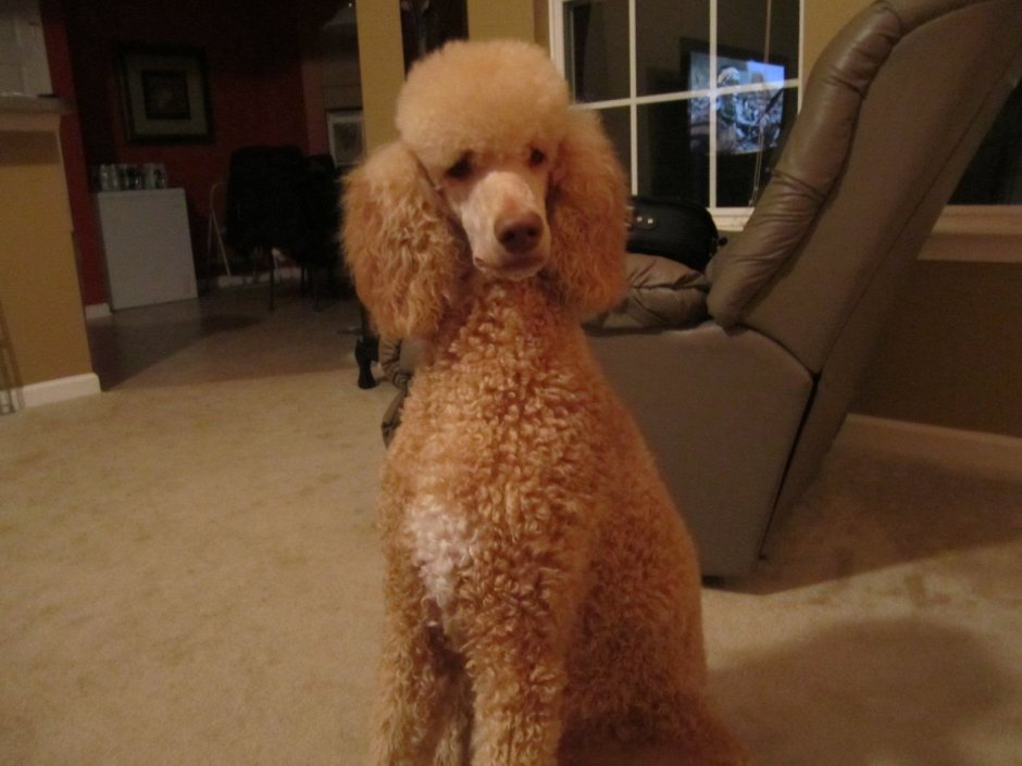 Королевский пудель нестриженный