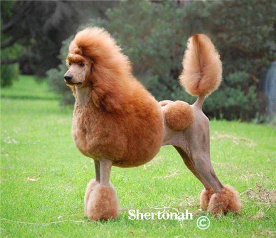 Королевский пудель стриженный