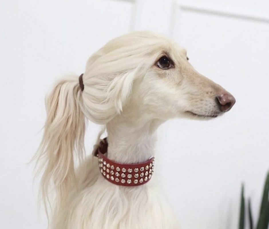 Королевский пудель нестриженный