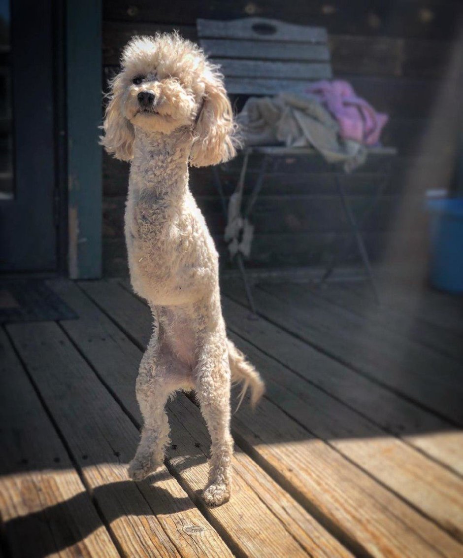 Креативные стрижки собак