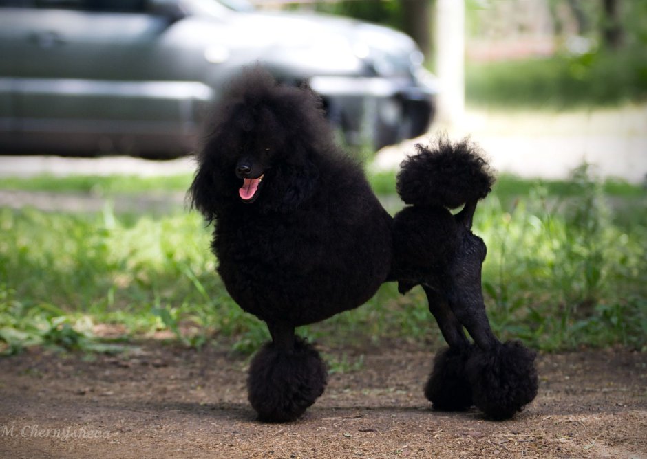 Пудель Лев Континенталь