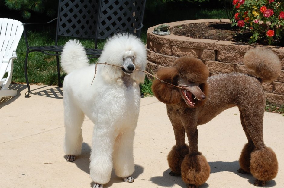 Японский пудель большой