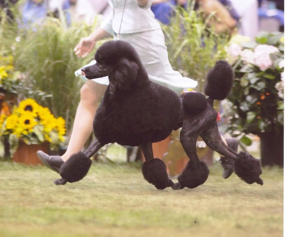 Карликовый пудель розовый