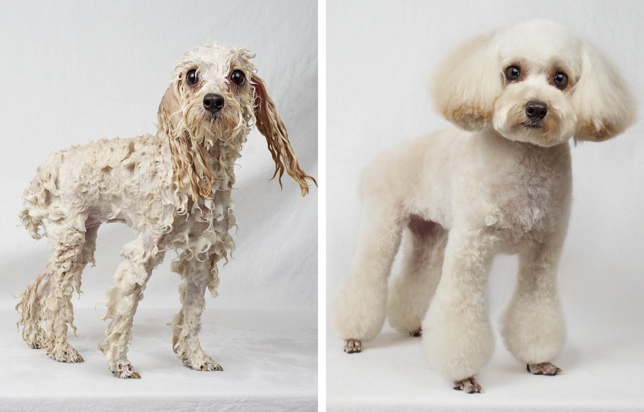 Розовый щенок