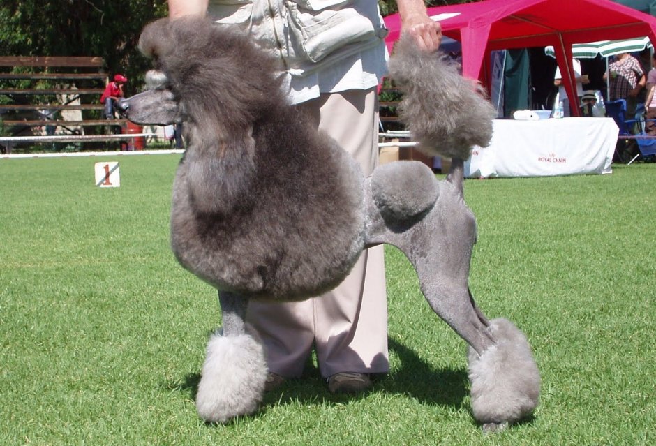 Королевский пудель стрижка Континенталь