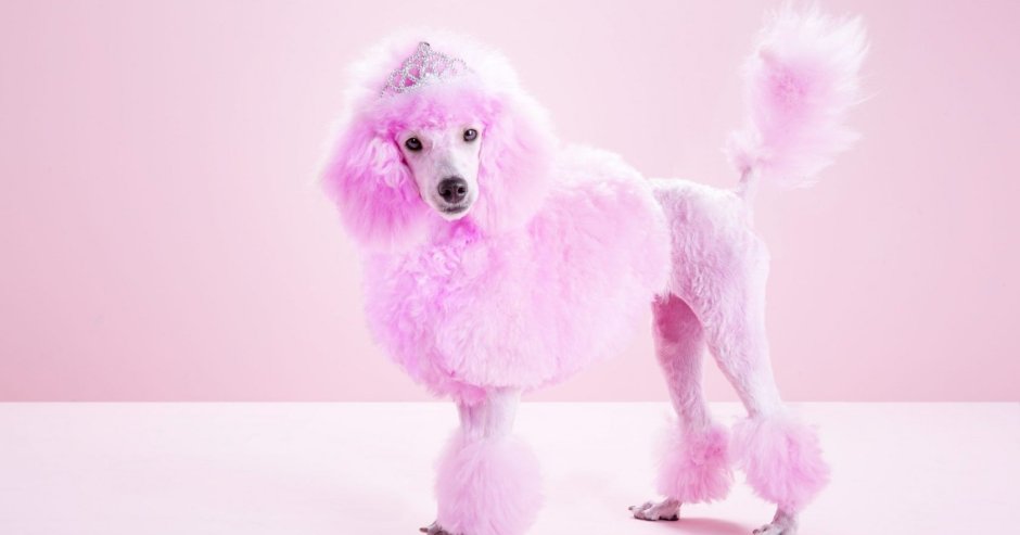 Карликовый пудель кремовый