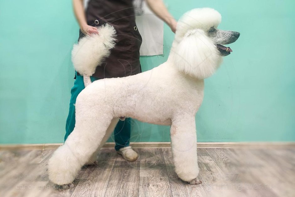 Пудель стрижка 2020