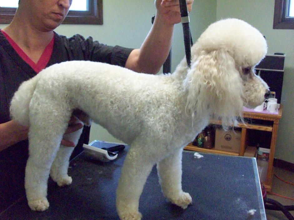 Той пудель рост