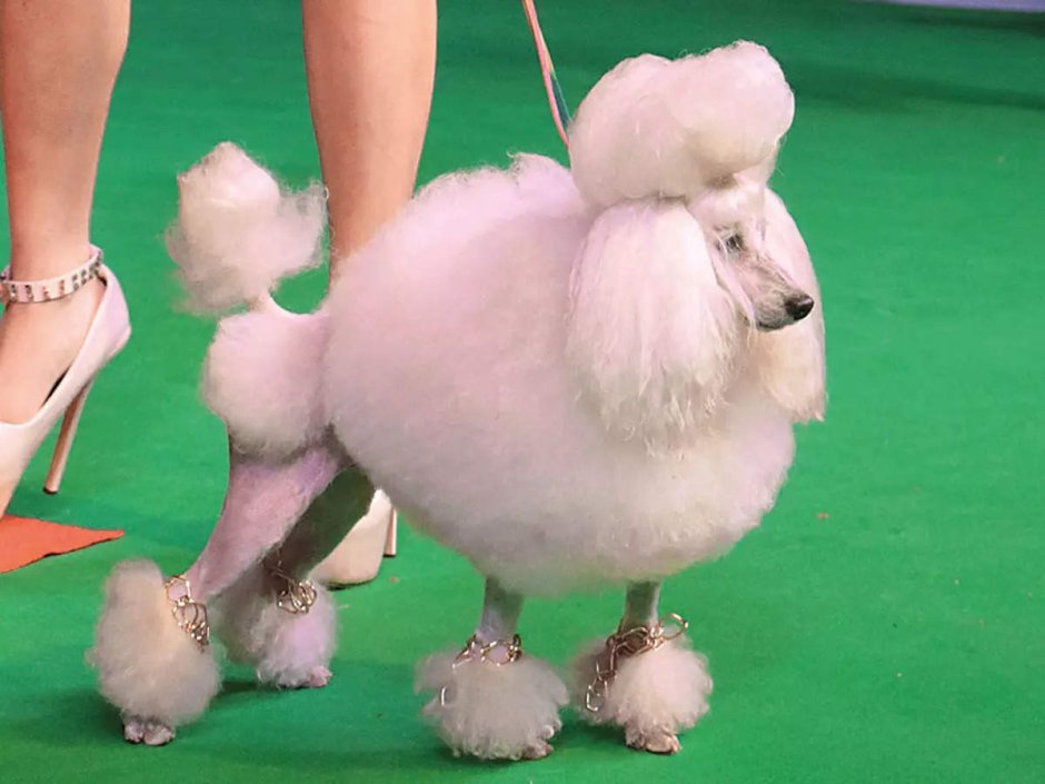 Королевский пудель нестриженный