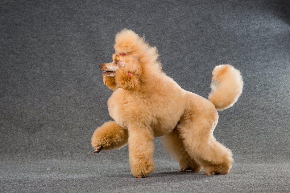 Стриженная овца