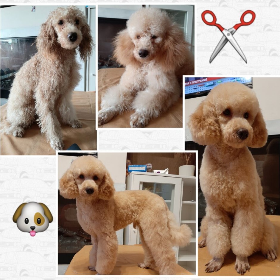 Лысый той пудель