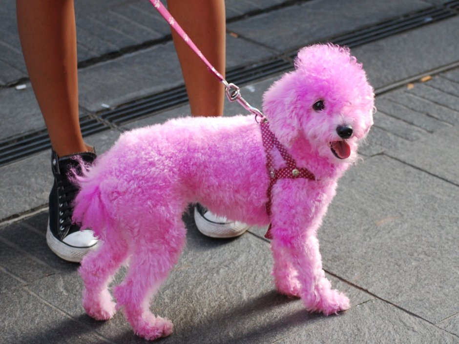 Пудель Бишон фризе