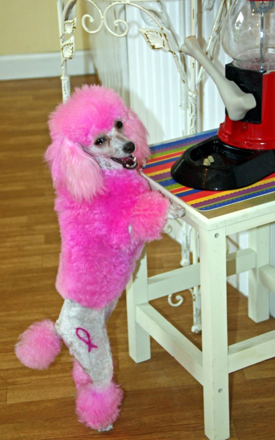 Пудель стрижка Континенталь