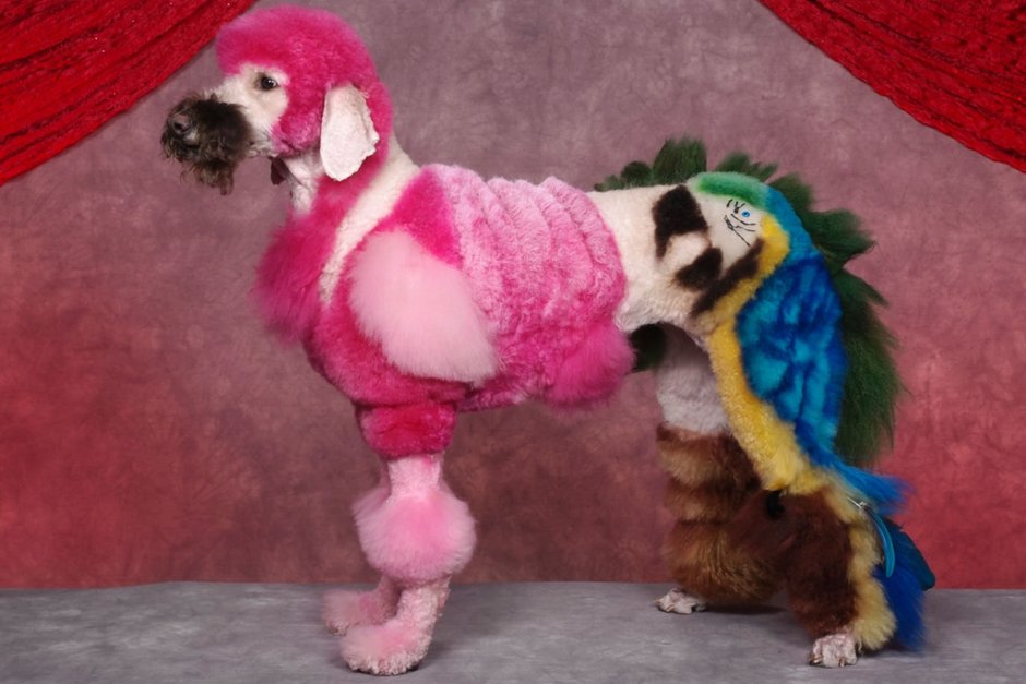 Пудель Бишон фризе