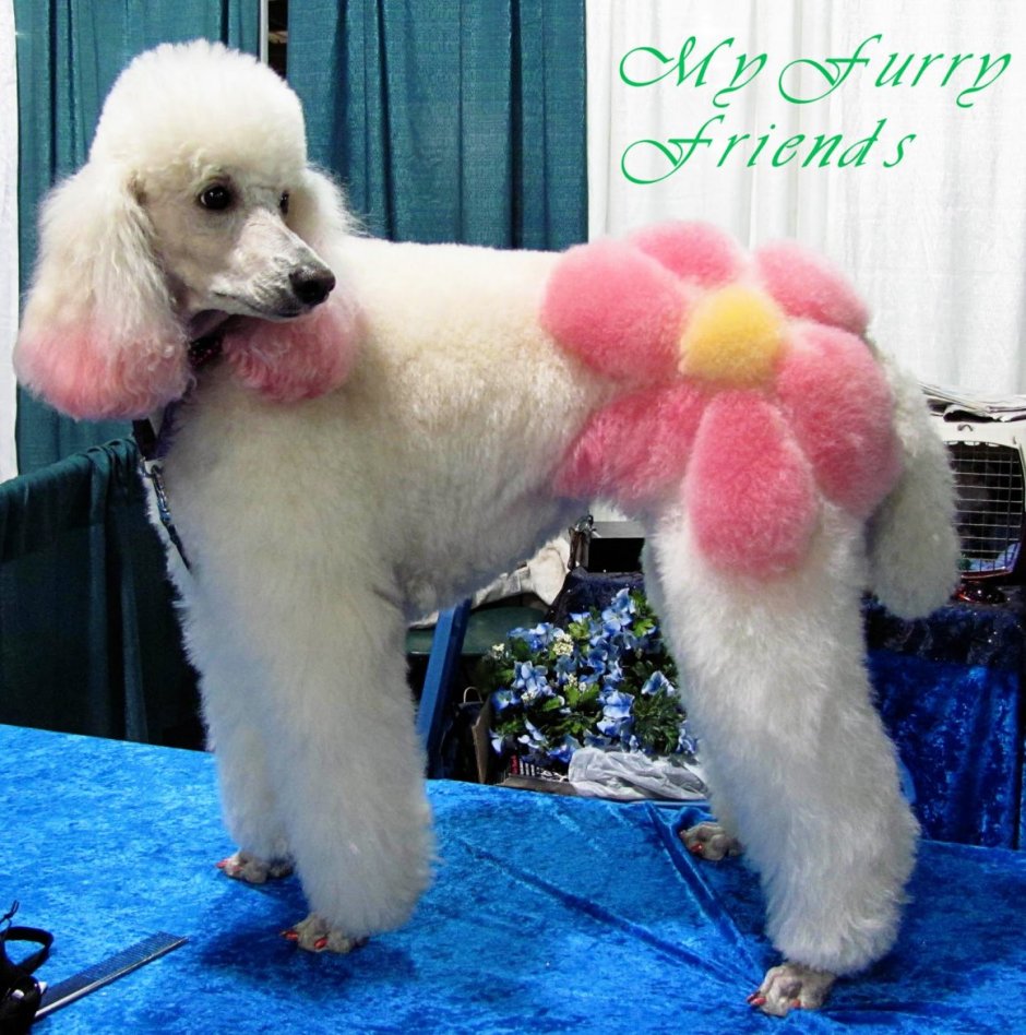 Poodle adopt me