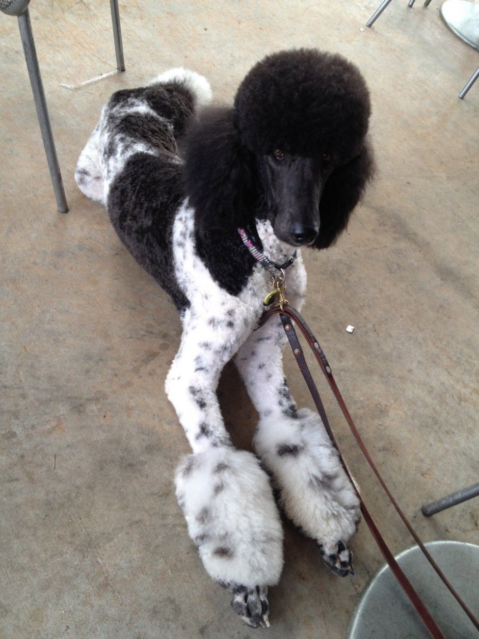 Разноцветные Пудели