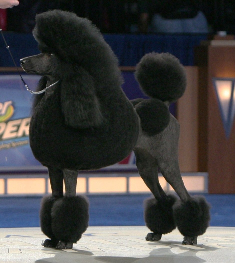 Пудель стрижка Континенталь