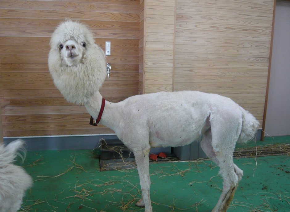 Карликовый пудель груминг