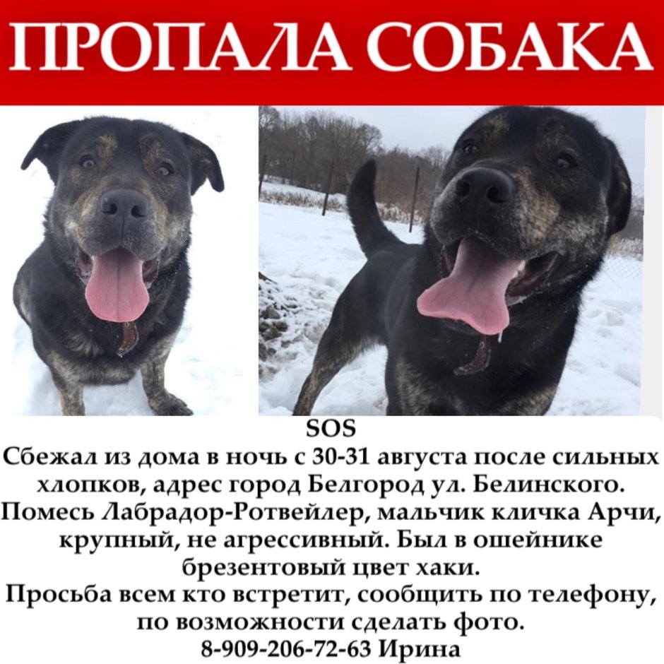 Метис лабрадора