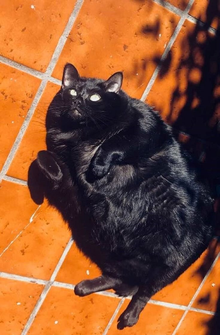 Толстый черный кот