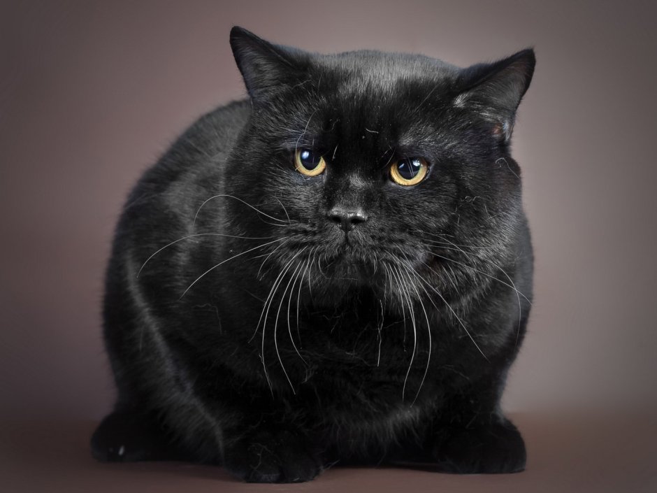 Толстый черный кот