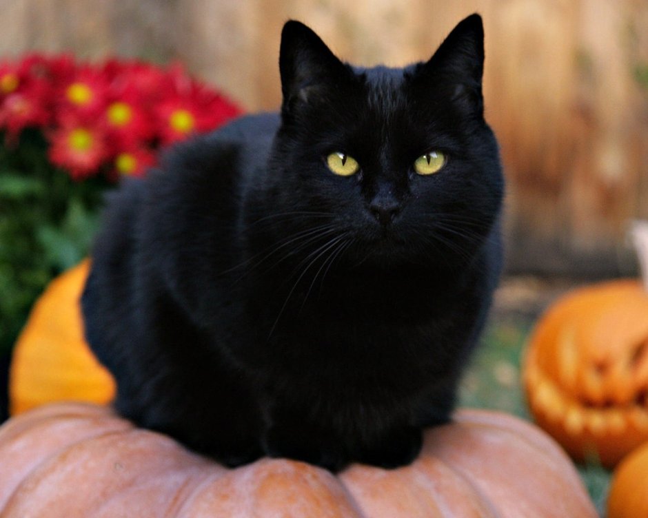 Черные коты