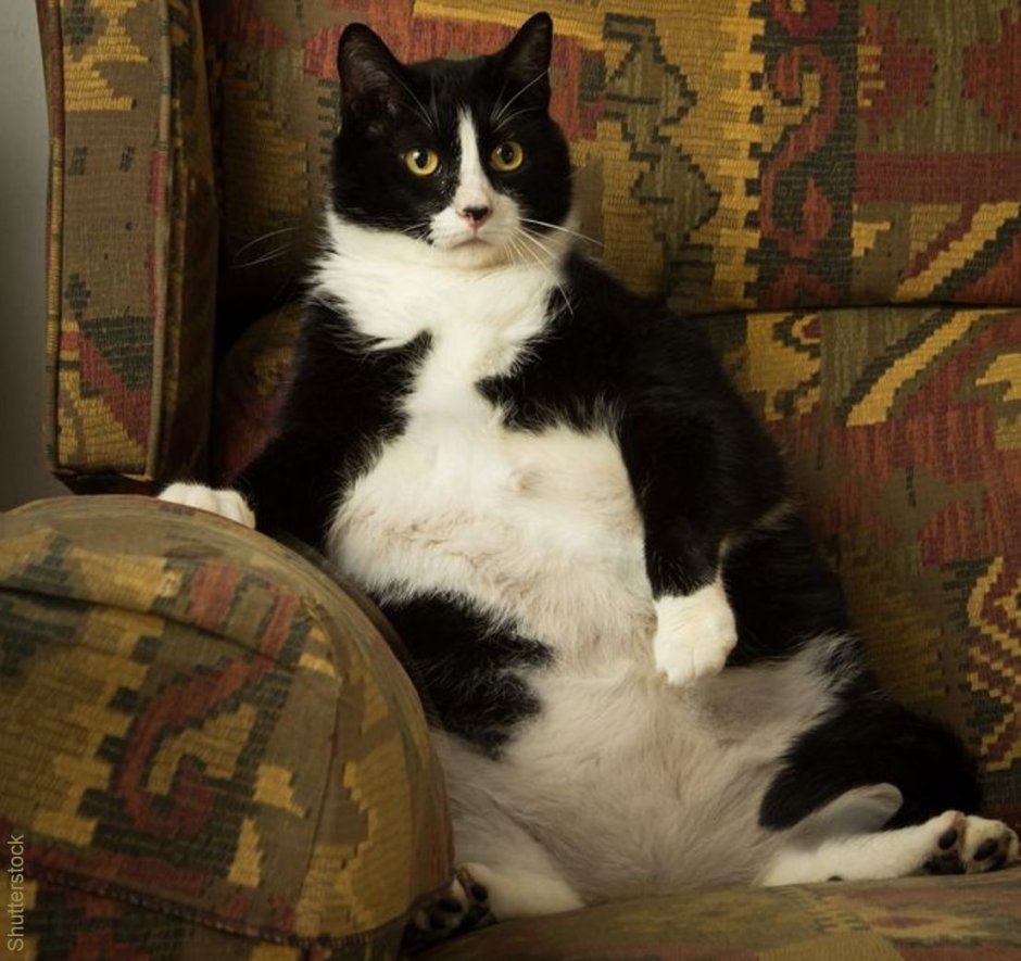 Толстый черно белый кот