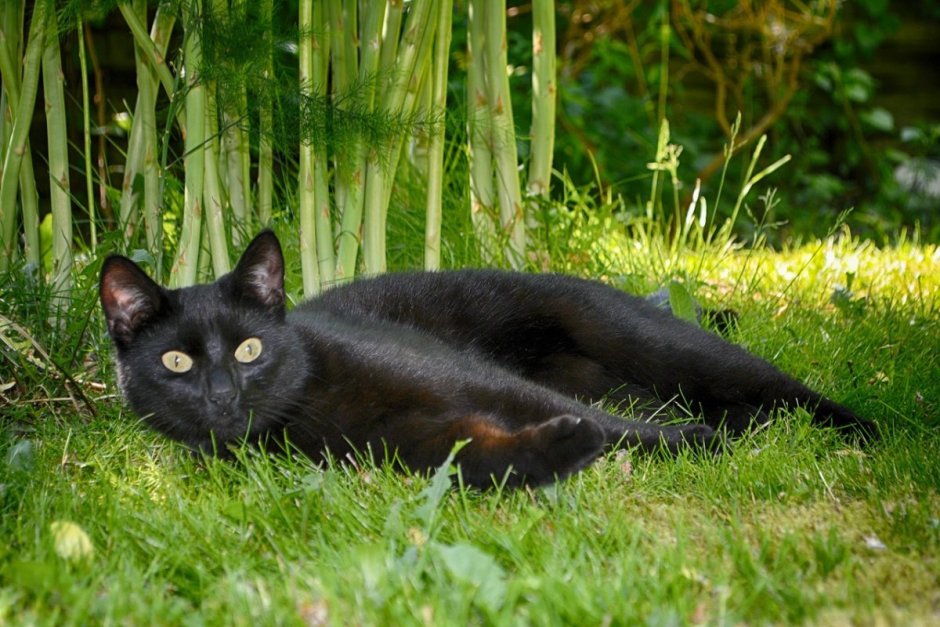 Чёрный кот