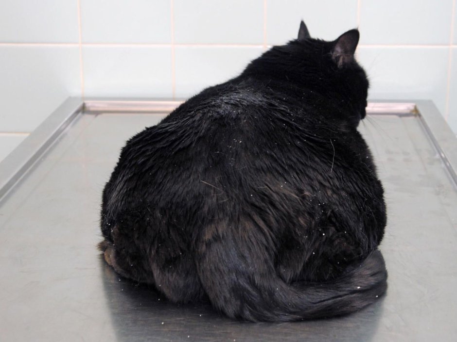 Жирный черный кот