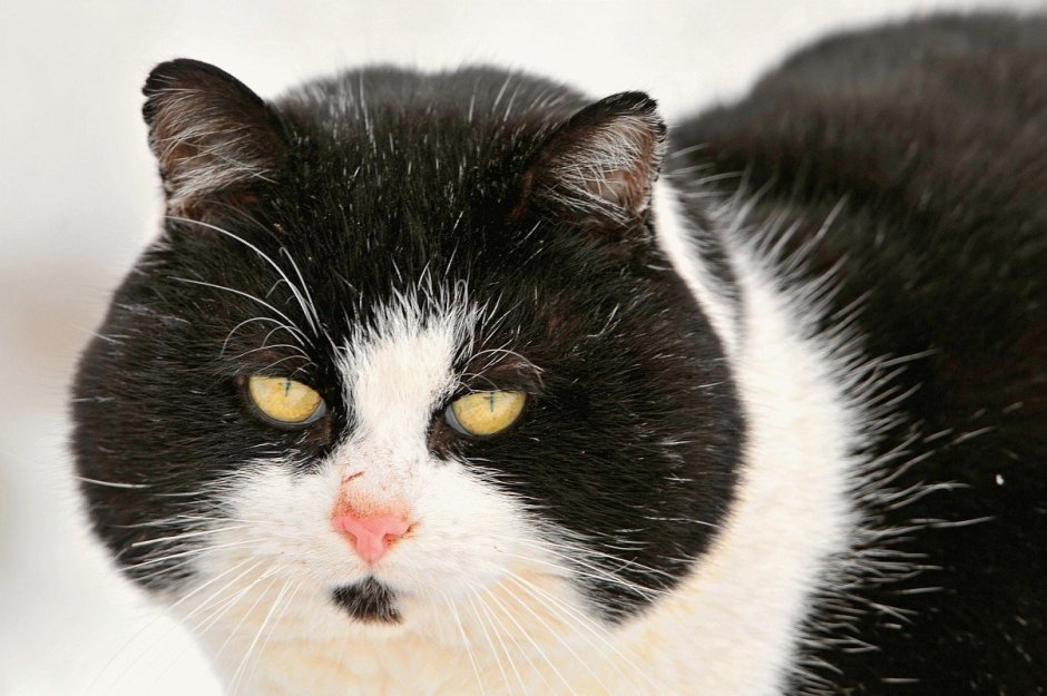 Черно белый кот