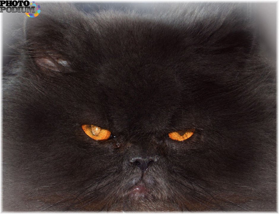 Толстый черный кот