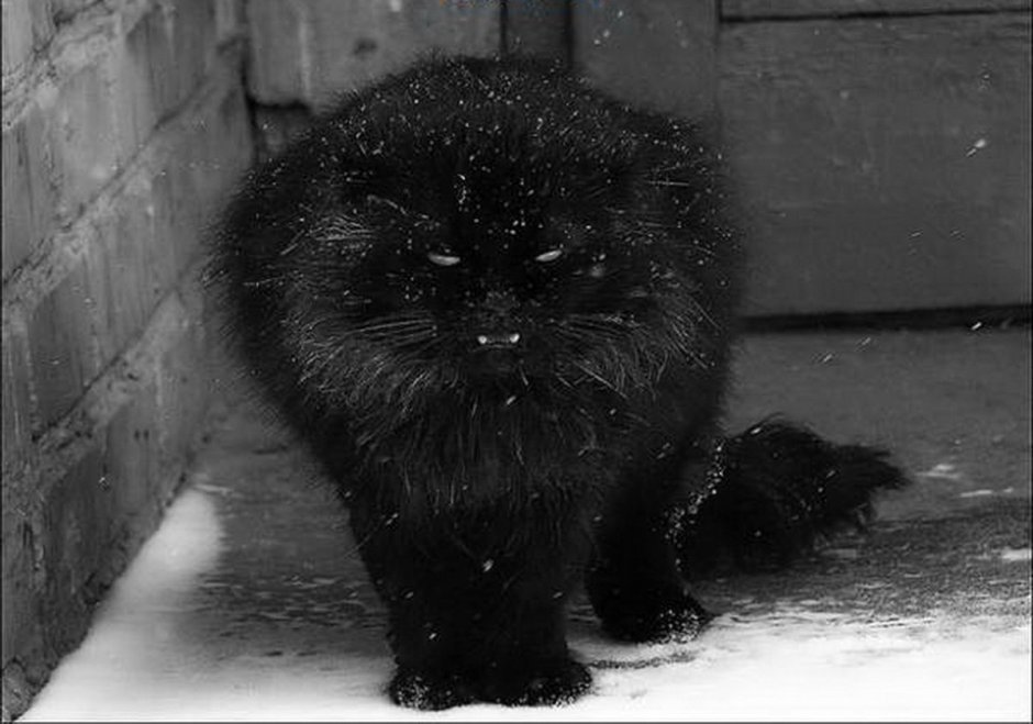 Черный пушистый толстый кот