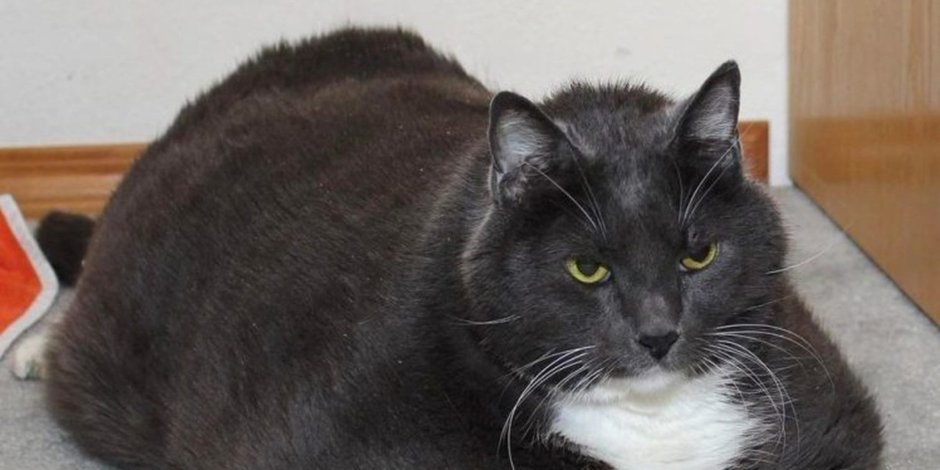 Жирный черный кот