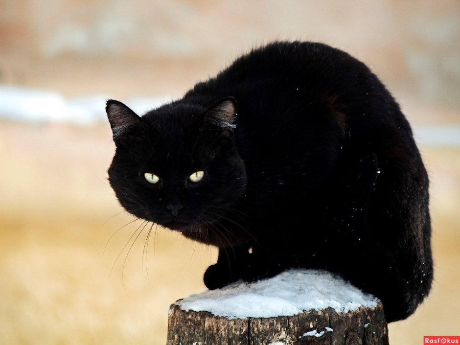 Богемская кошка чёрная