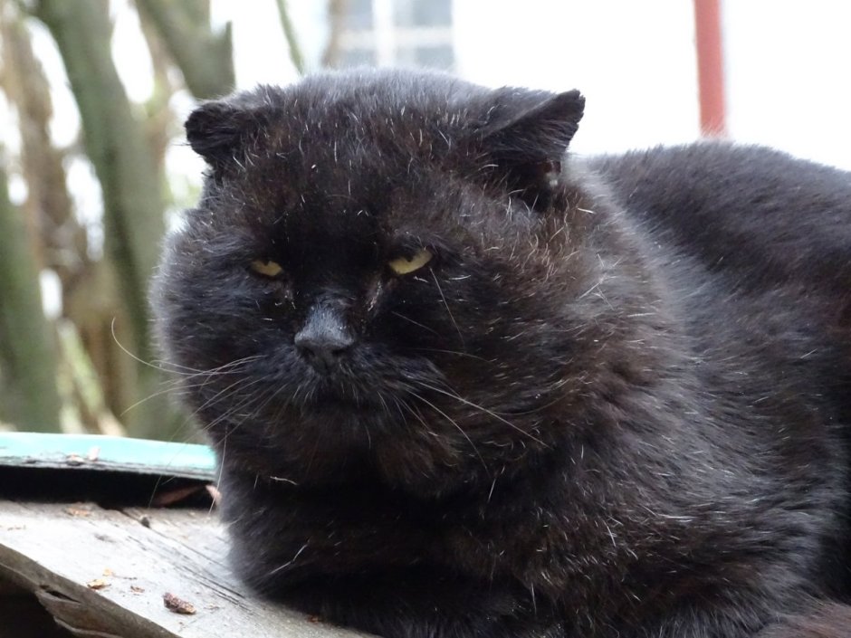 Толстые черные коты